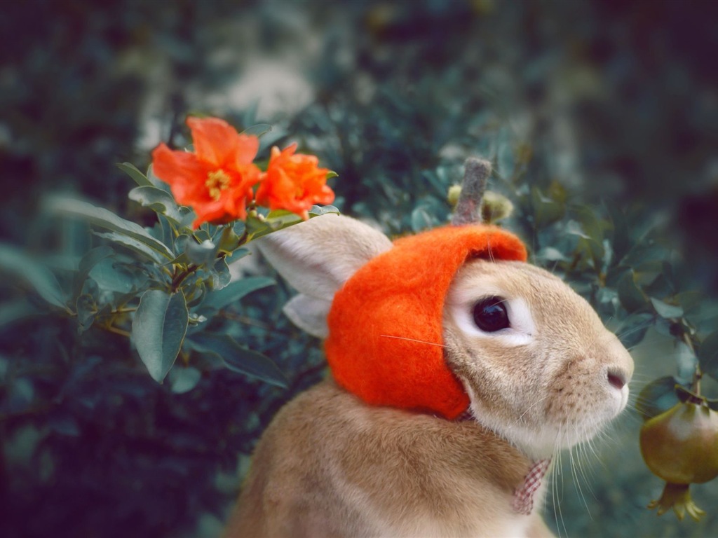 모피 동물, 귀여운 토끼의 HD 배경 화면 #15 - 1024x768