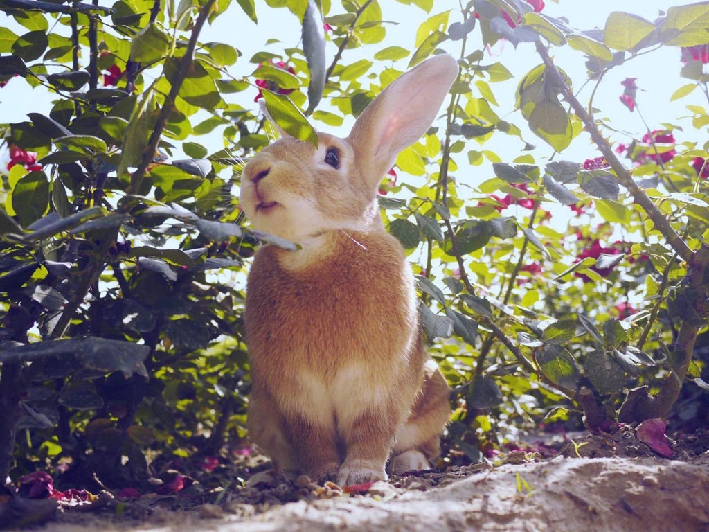 毛茸茸的动物，可爱的兔子 高清壁纸16 - 1024x768