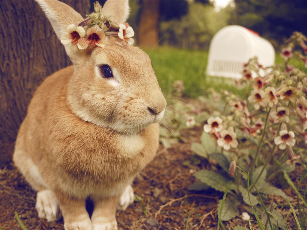 모피 동물, 귀여운 토끼의 HD 배경 화면 #18 - 1024x768