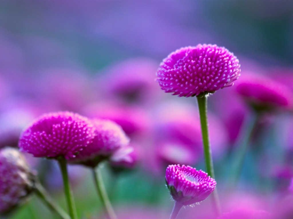 화려한 색상, 아름다운 꽃의 HD 배경 화면 #11 - 1024x768