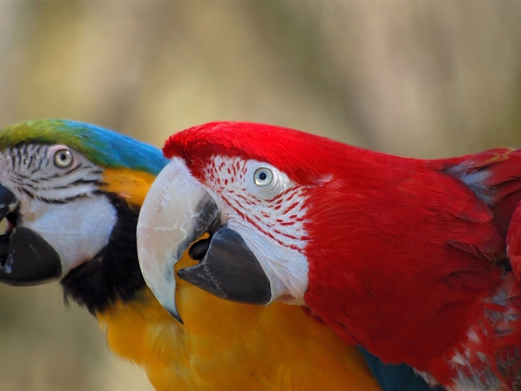 Macaw close-up fonds d'écran HD #6 - 1024x768