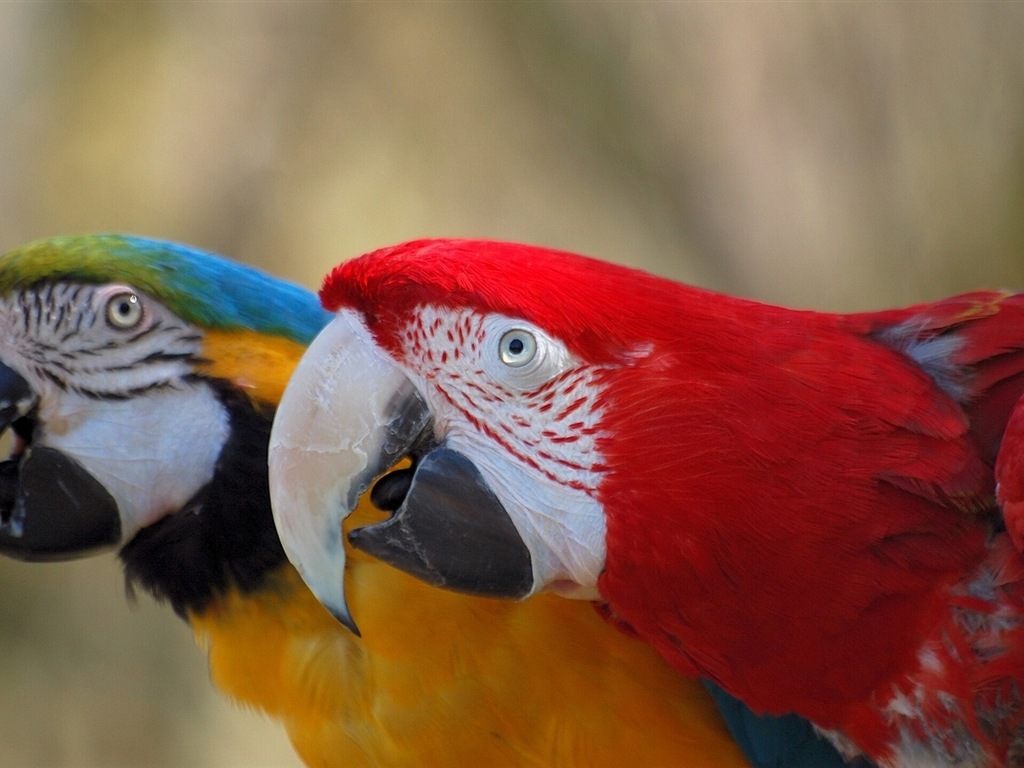 guacamayo primer plano HD fondos de pantalla #6 - 1024x768