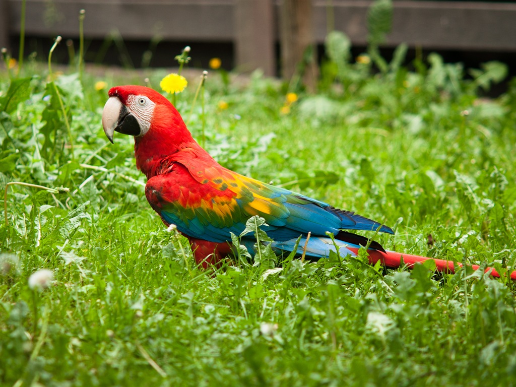 Macaw close-up HD wallpapers #8 - 1024x768