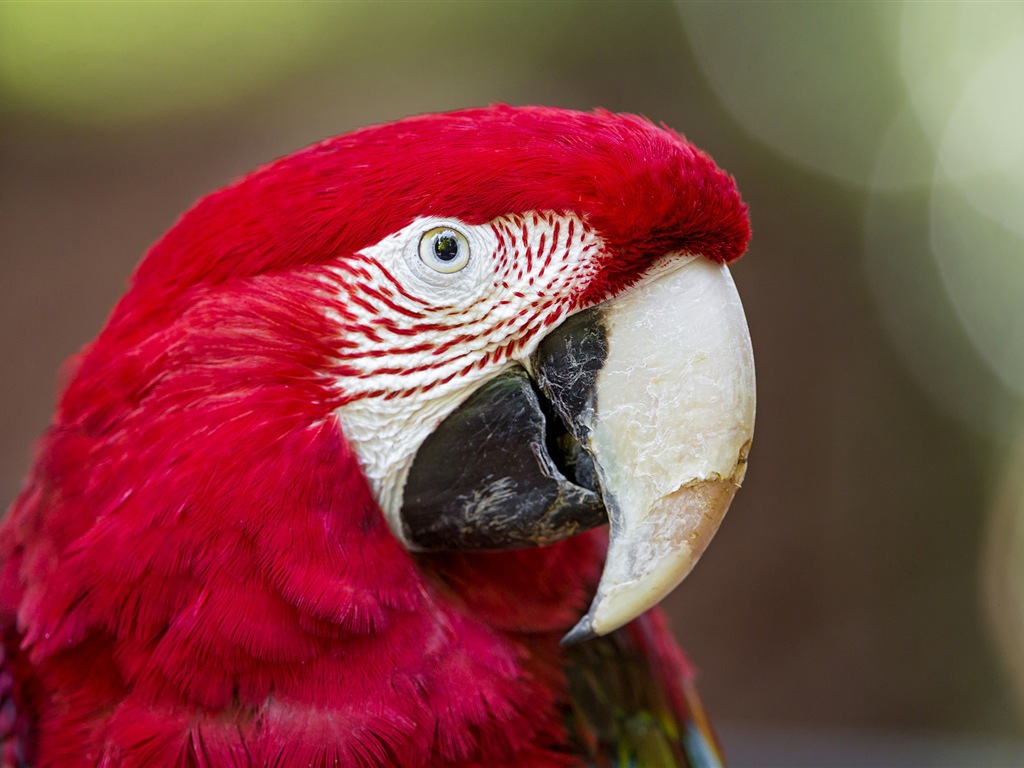 Macaw close-up fonds d'écran HD #9 - 1024x768