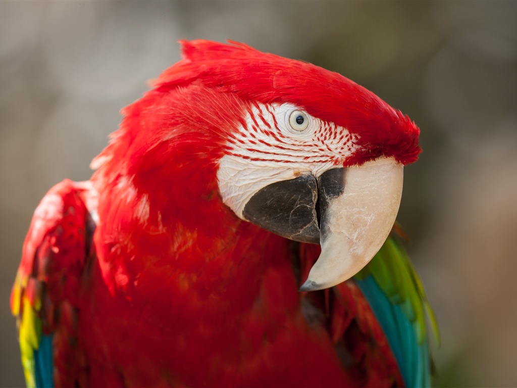 Macaw close-up fonds d'écran HD #11 - 1024x768