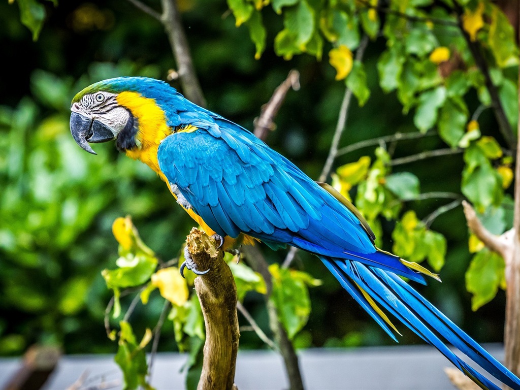 Macaw close-up HD wallpapers #12 - 1024x768