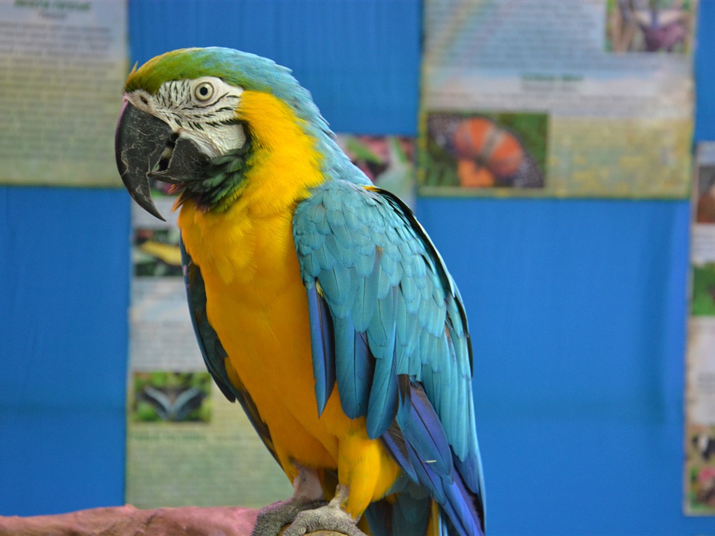 Macaw close-up fonds d'écran HD #13 - 1024x768