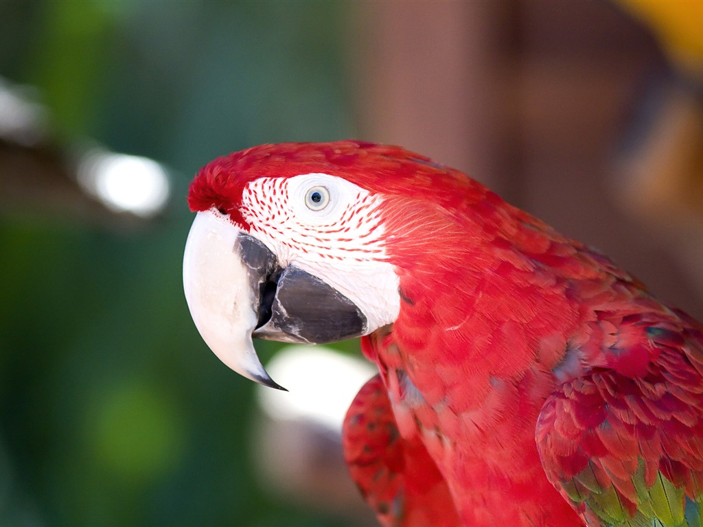 Macaw close-up fonds d'écran HD #14 - 1024x768