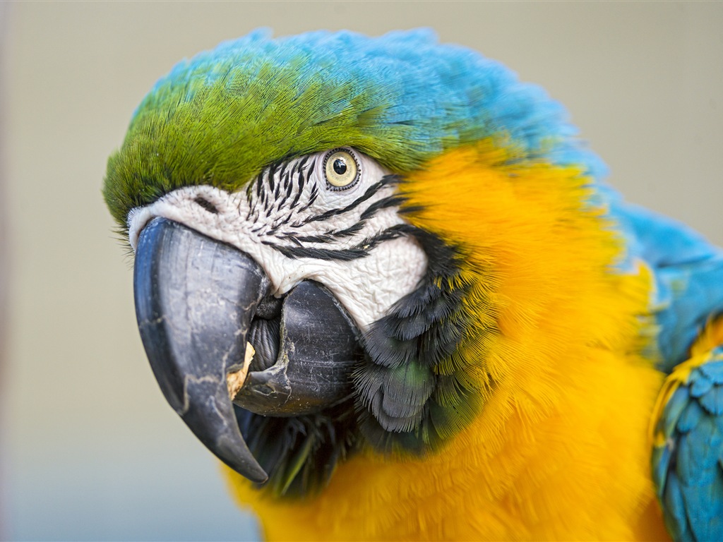 Macaw close-up fonds d'écran HD #15 - 1024x768