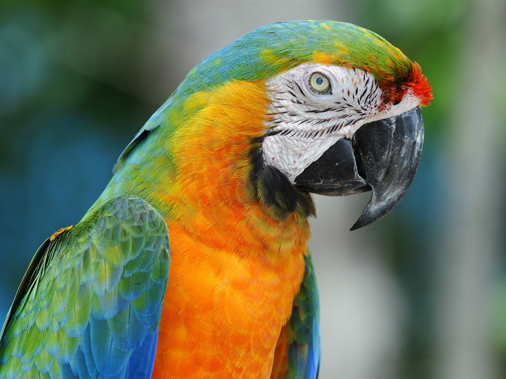 Macaw close-up fonds d'écran HD #21 - 1024x768