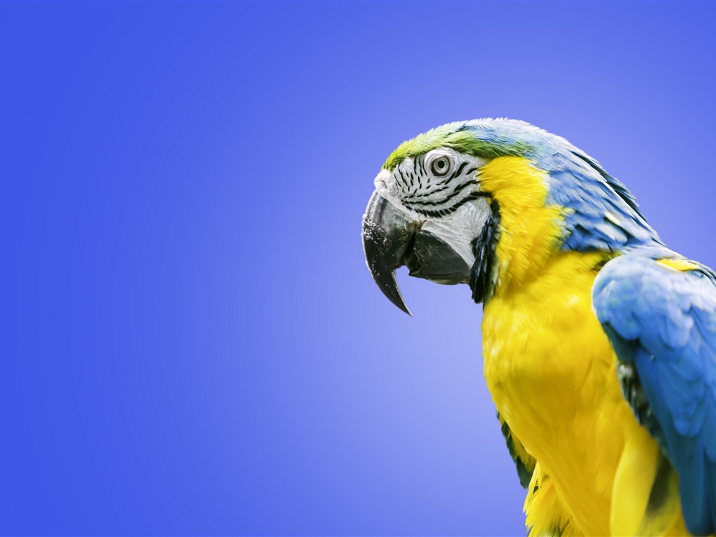 Macaw close-up fonds d'écran HD #24 - 1024x768