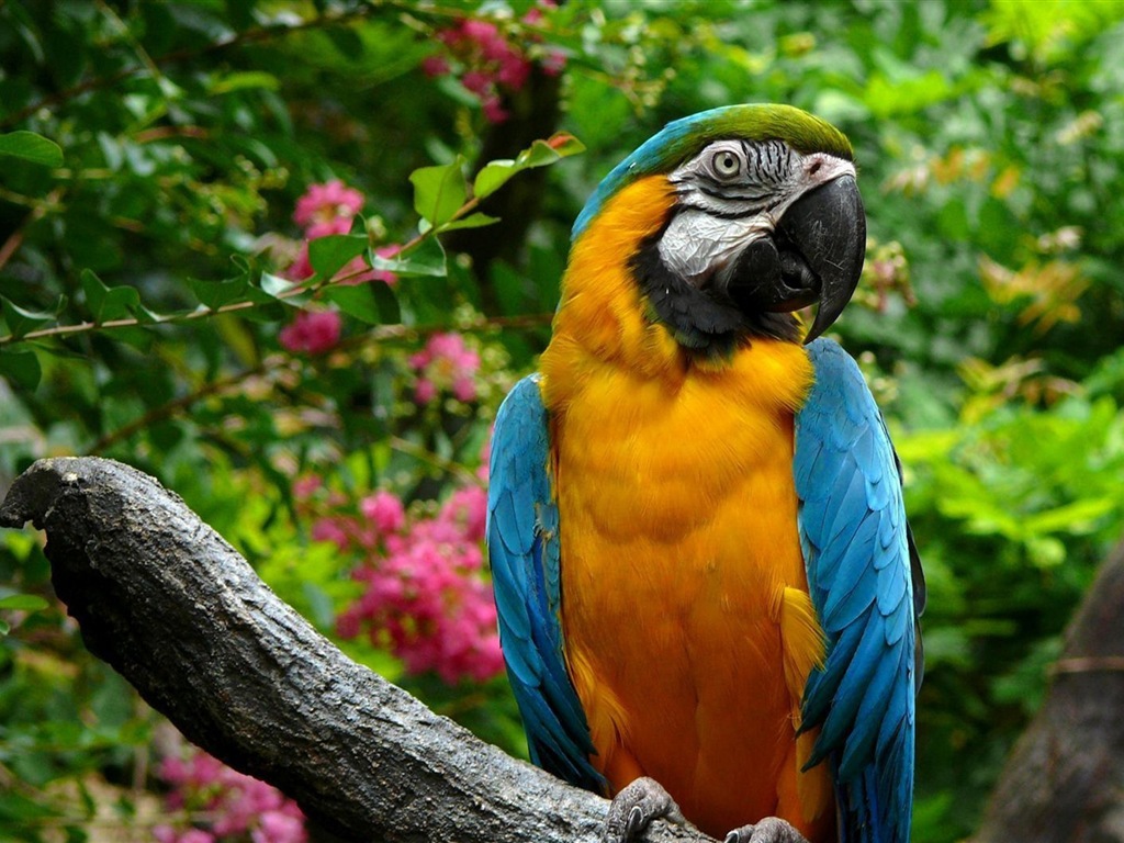 Macaw close-up fonds d'écran HD #27 - 1024x768