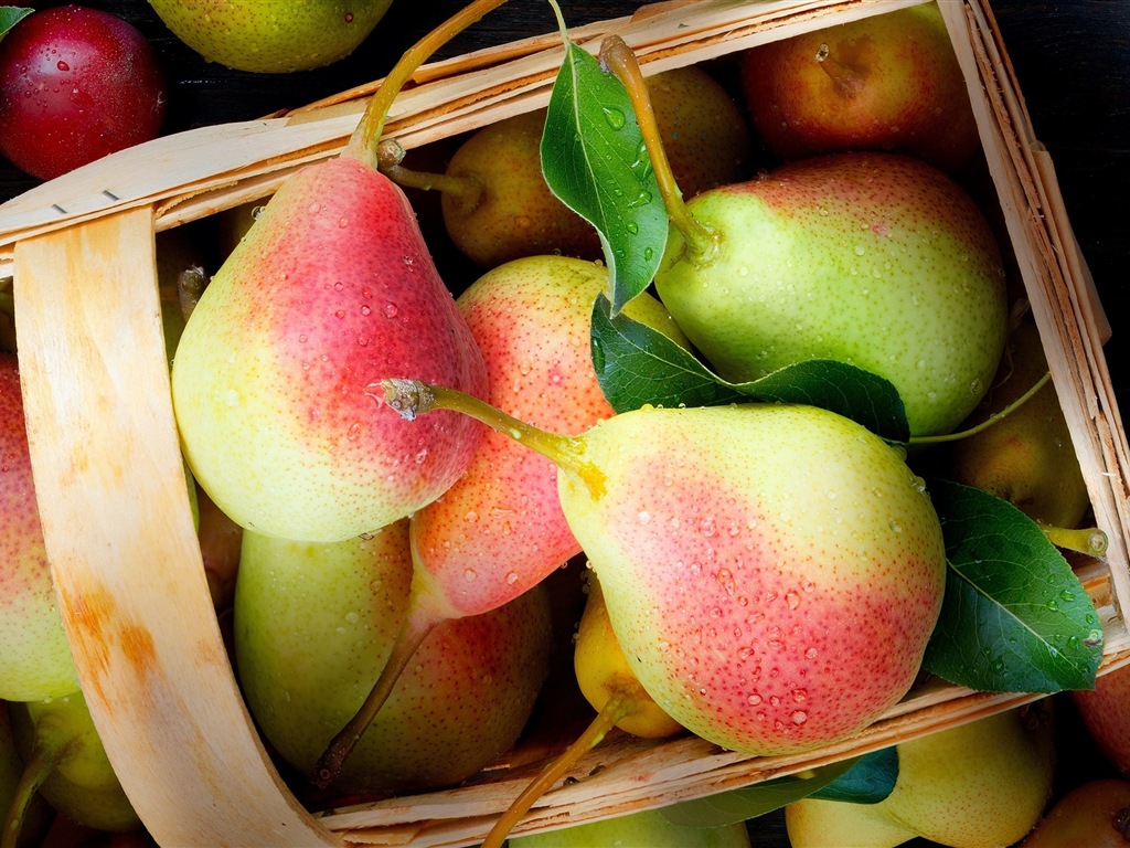 Succulent fruit, pears close-up HD wallpapers #1 - 1024x768