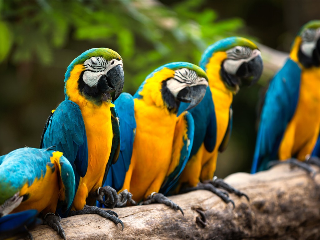 Macaw close-up HD wallpapers #1 - 1024x768