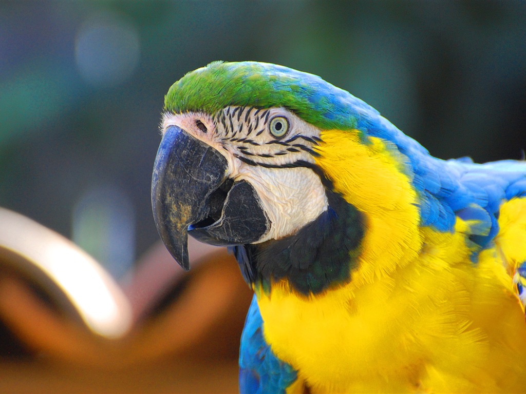 Macaw close-up HD wallpapers #3 - 1024x768