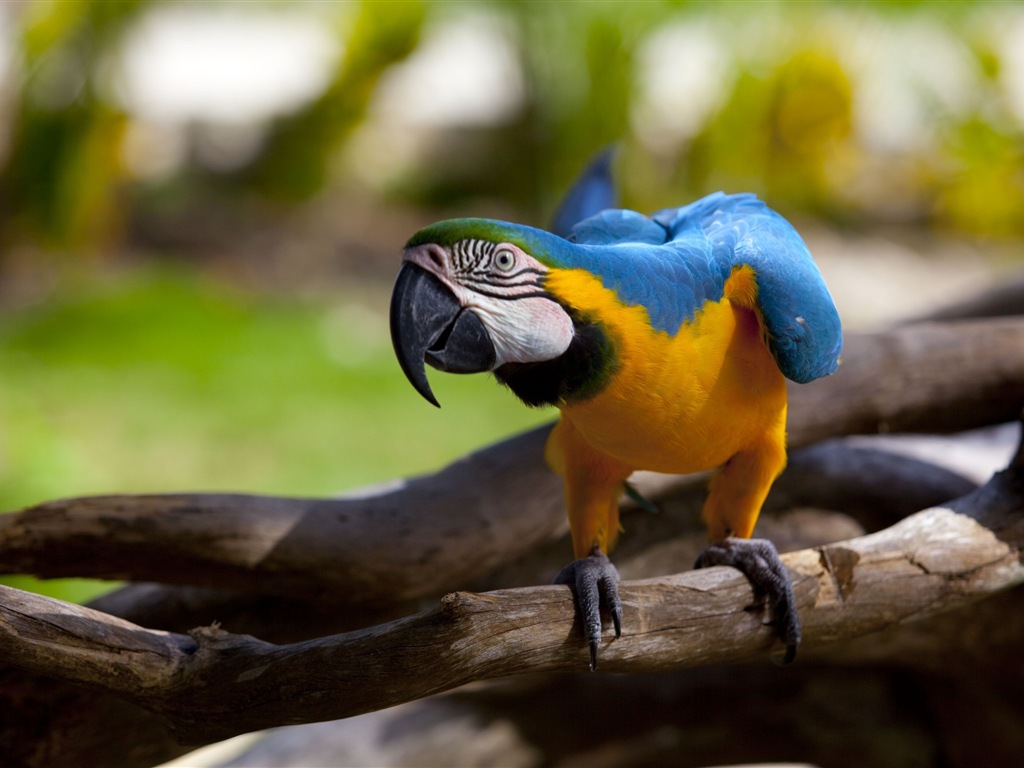 Macaw close-up HD wallpapers #4 - 1024x768