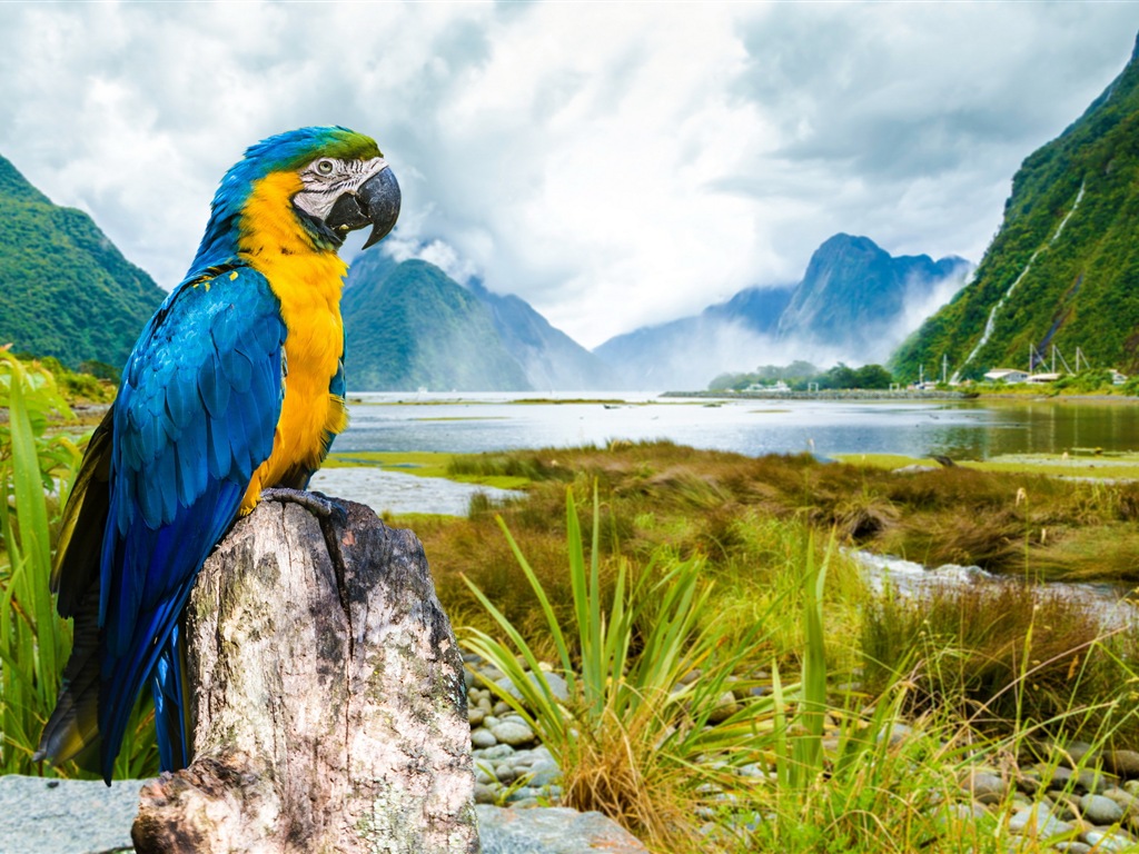 Macaw close-up HD wallpapers #5 - 1024x768