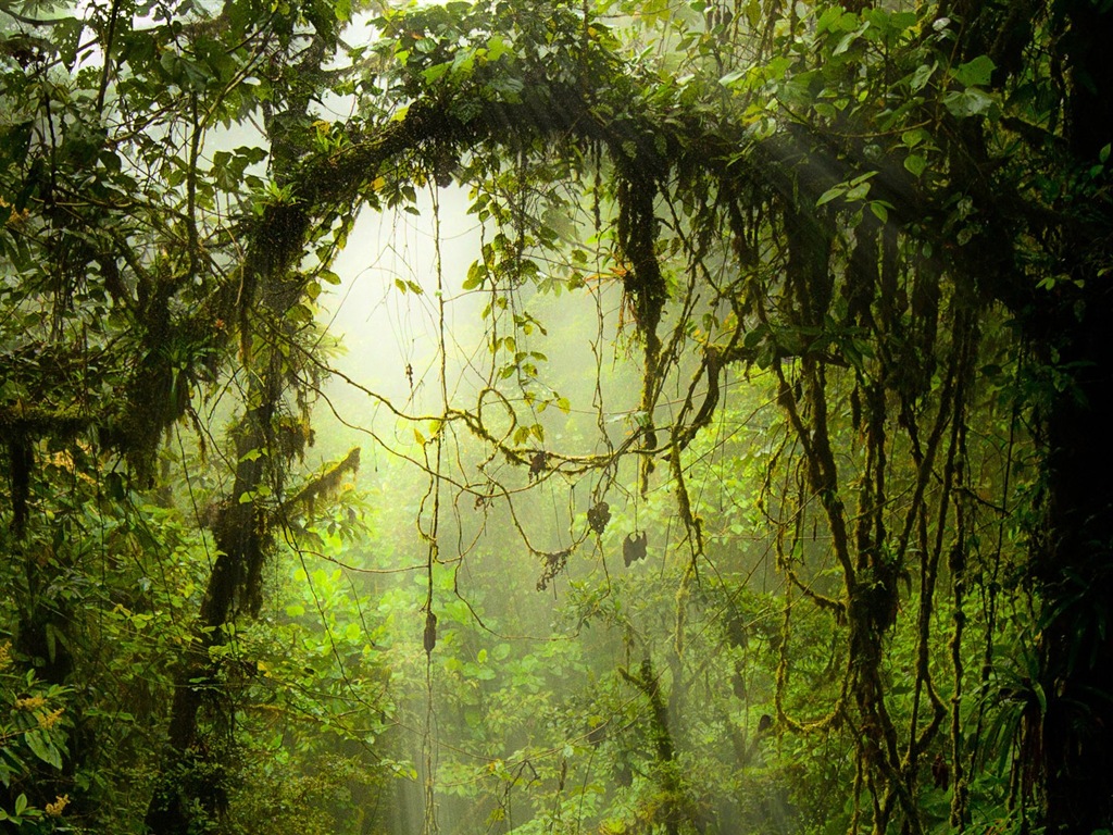윈도우 8 테마 숲 풍경의 HD 월페이퍼 #5 - 1024x768