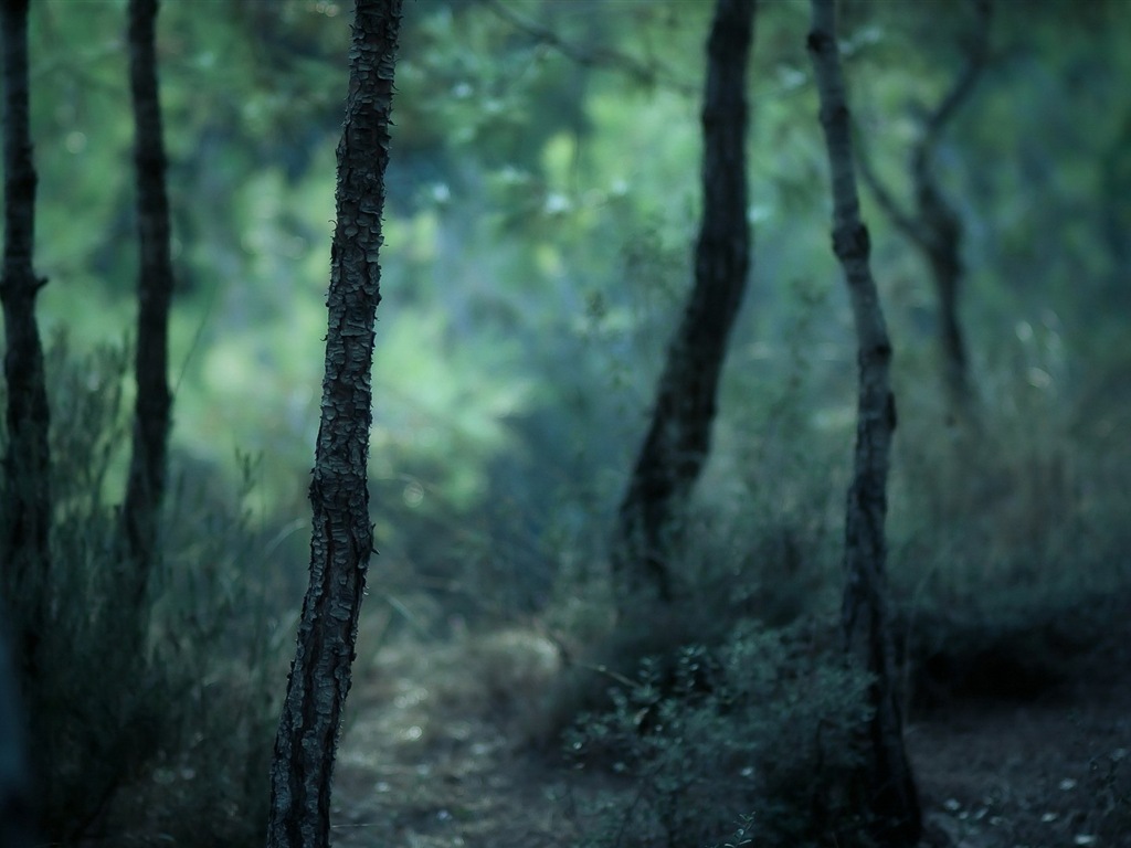 윈도우 8 테마 숲 풍경의 HD 월페이퍼 #7 - 1024x768