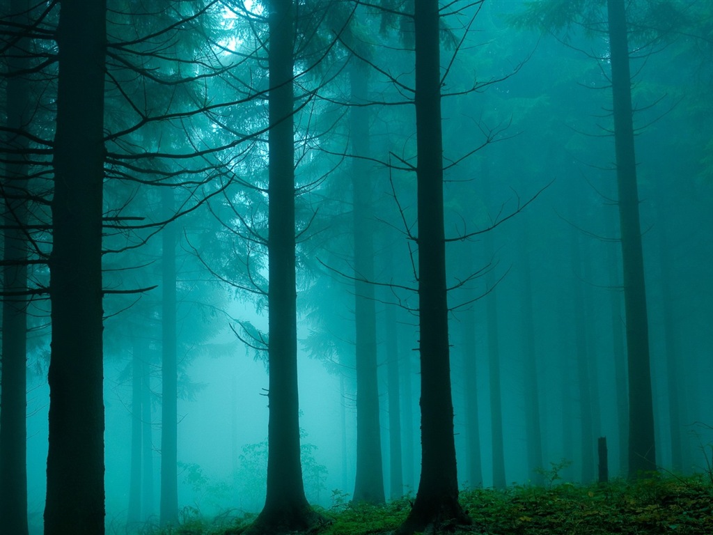 Windows 8 theme forest scenery HD wallpapers #8 - 1024x768