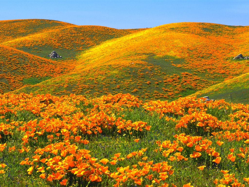Schöne Farbe, natürlichen Landschaft HD Wallpaper #4 - 1024x768