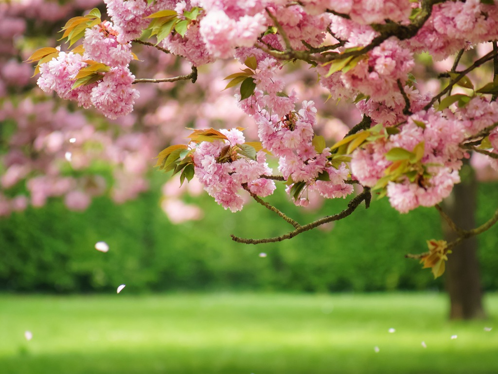 Flores de primavera florecen fondos de pantalla de alta definición #1 - 1024x768