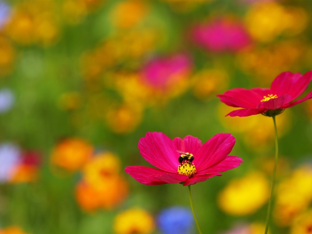 Hermosas flores con fondos de pantalla de alta definición de rocío #8 - 1024x768