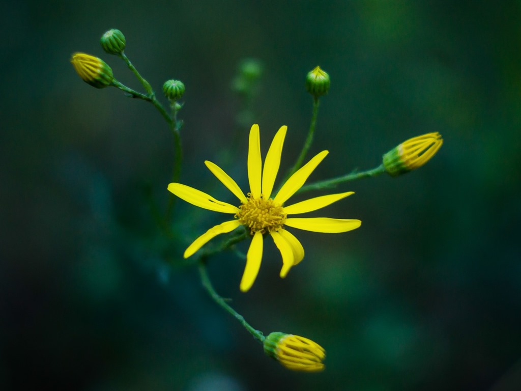 Hermosas flores con fondos de pantalla de alta definición de rocío #12 - 1024x768