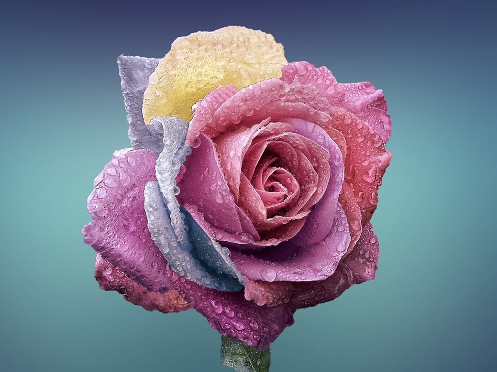 Schöne Blumen mit Tau HD Hintergrundbilder #13 - 1024x768