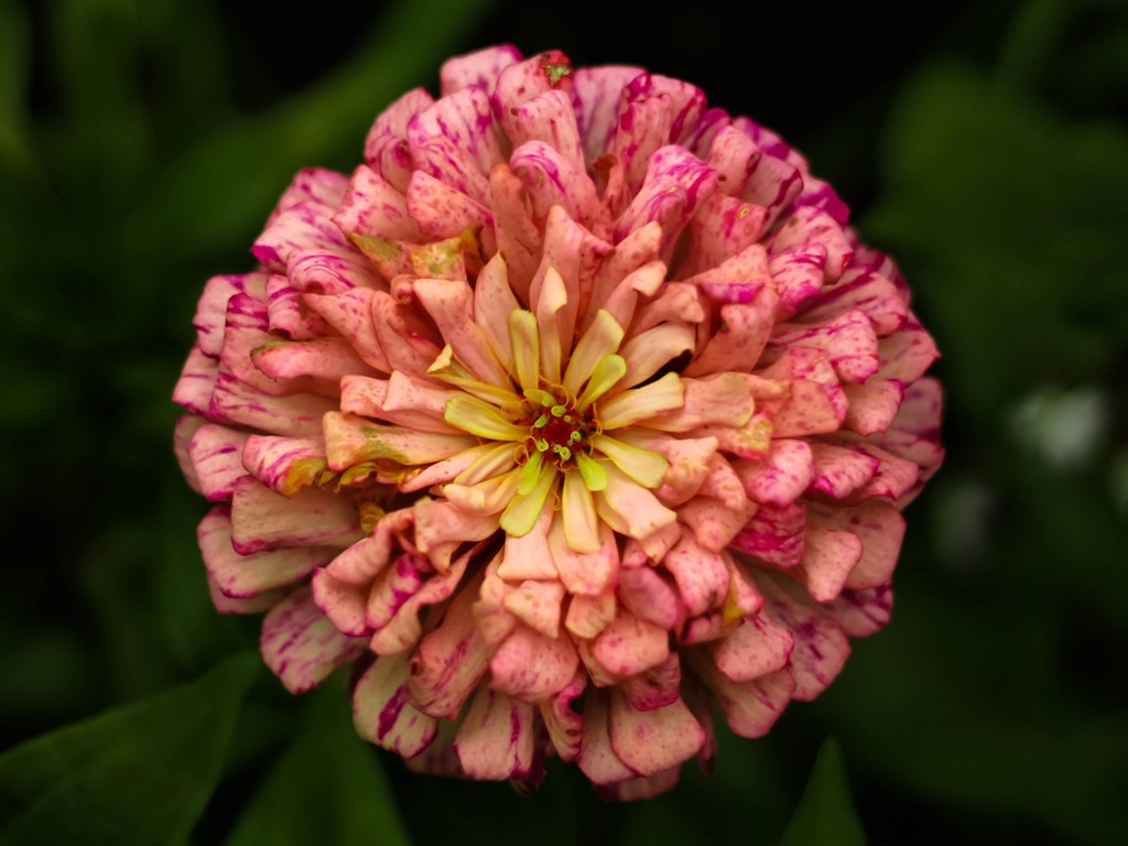 이슬의 HD 월페이퍼와 함께 아름 다운 꽃 #14 - 1024x768
