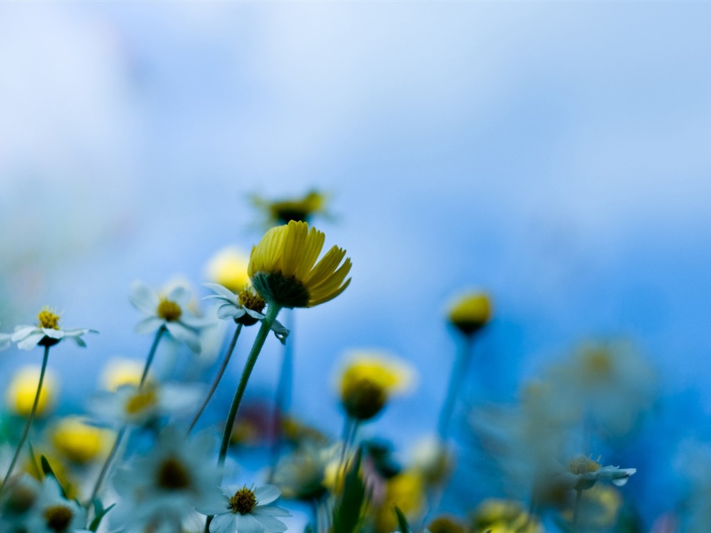이슬의 HD 월페이퍼와 함께 아름 다운 꽃 #25 - 1024x768