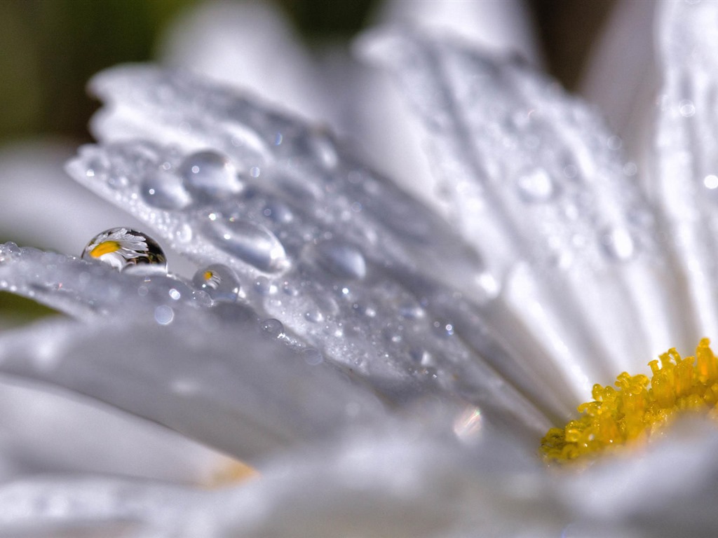 Belles fleurs fonds d'écran avec la rosée HD #28 - 1024x768