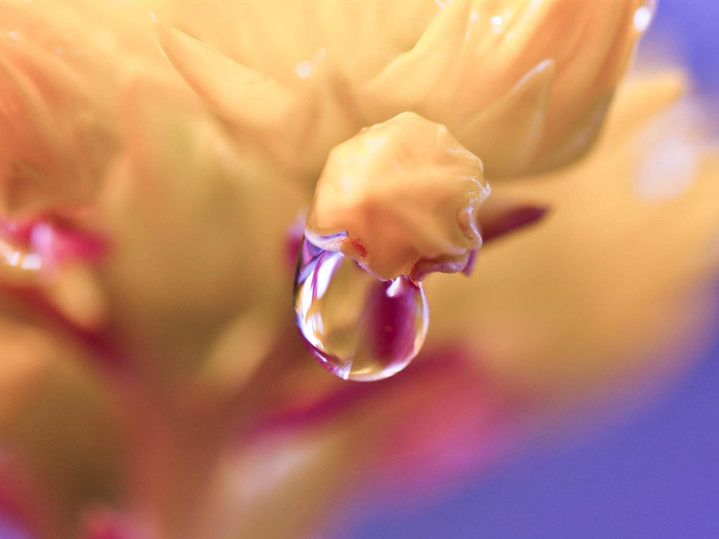 이슬의 HD 월페이퍼와 함께 아름 다운 꽃 #30 - 1024x768