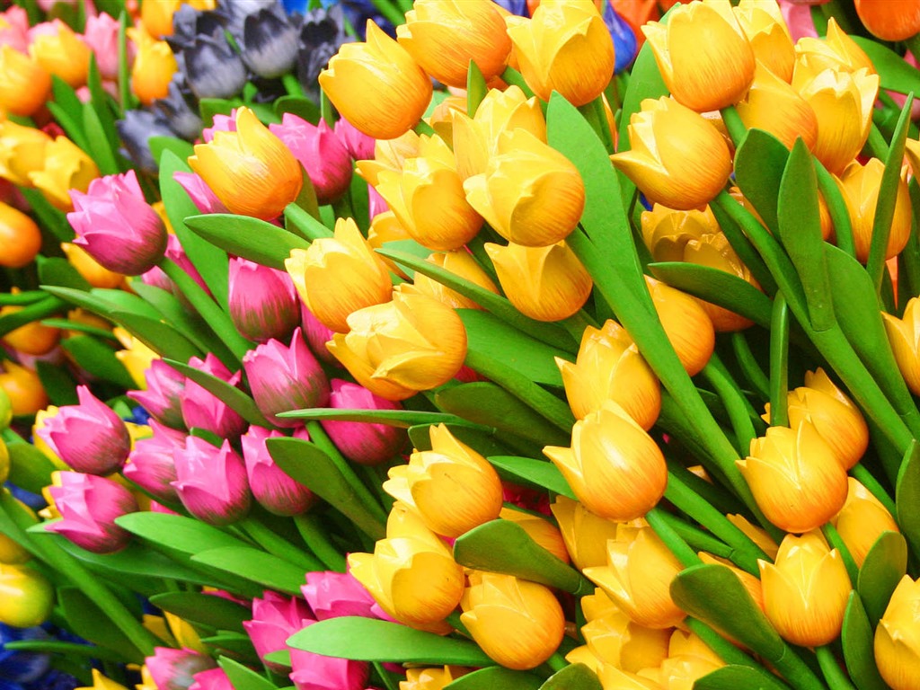 Fonds d'écran HD tulipes fleurs fraîches et colorées #1 - 1024x768