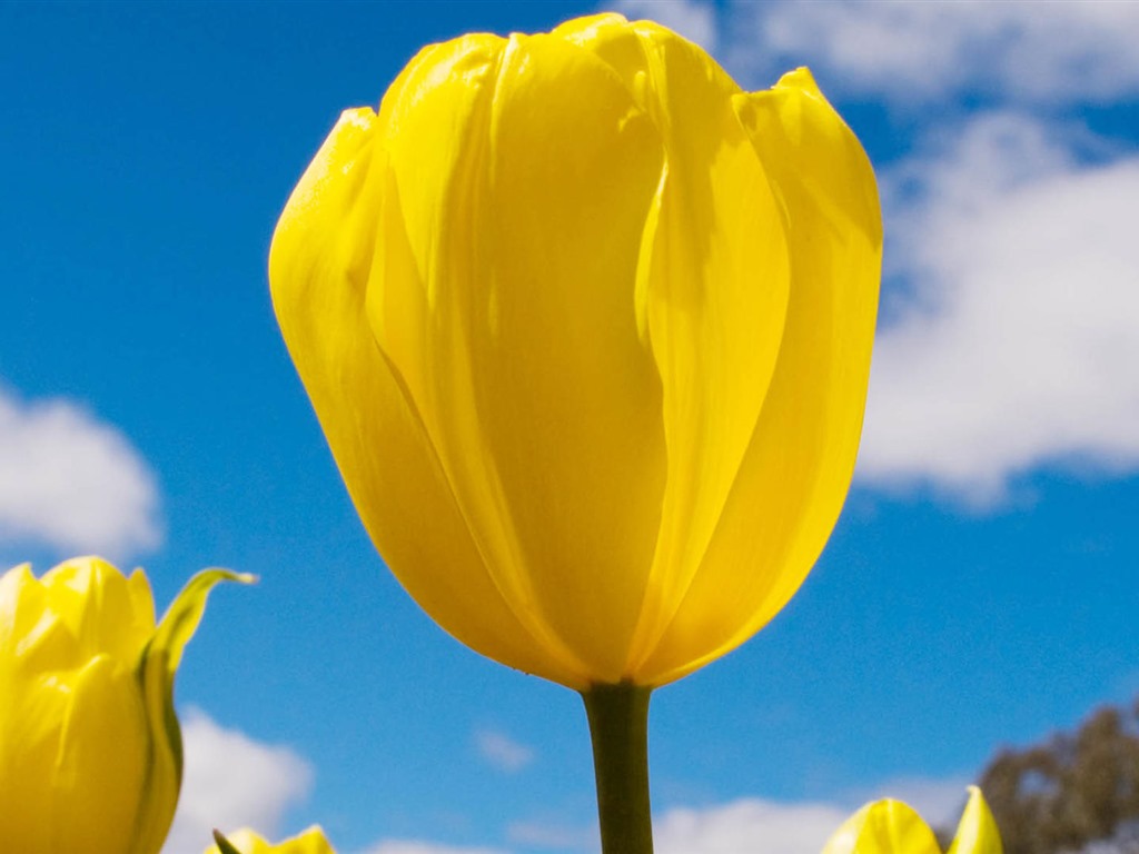 Fonds d'écran HD tulipes fleurs fraîches et colorées #3 - 1024x768