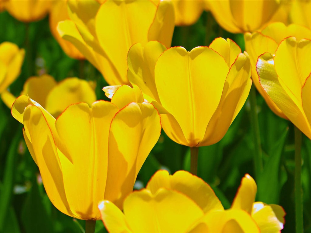 Fonds d'écran HD tulipes fleurs fraîches et colorées #5 - 1024x768