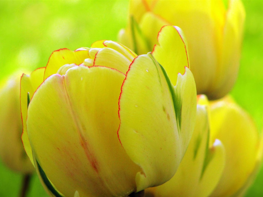 Fondos de pantalla HD de flores tulipanes frescos y coloridos #6 - 1024x768