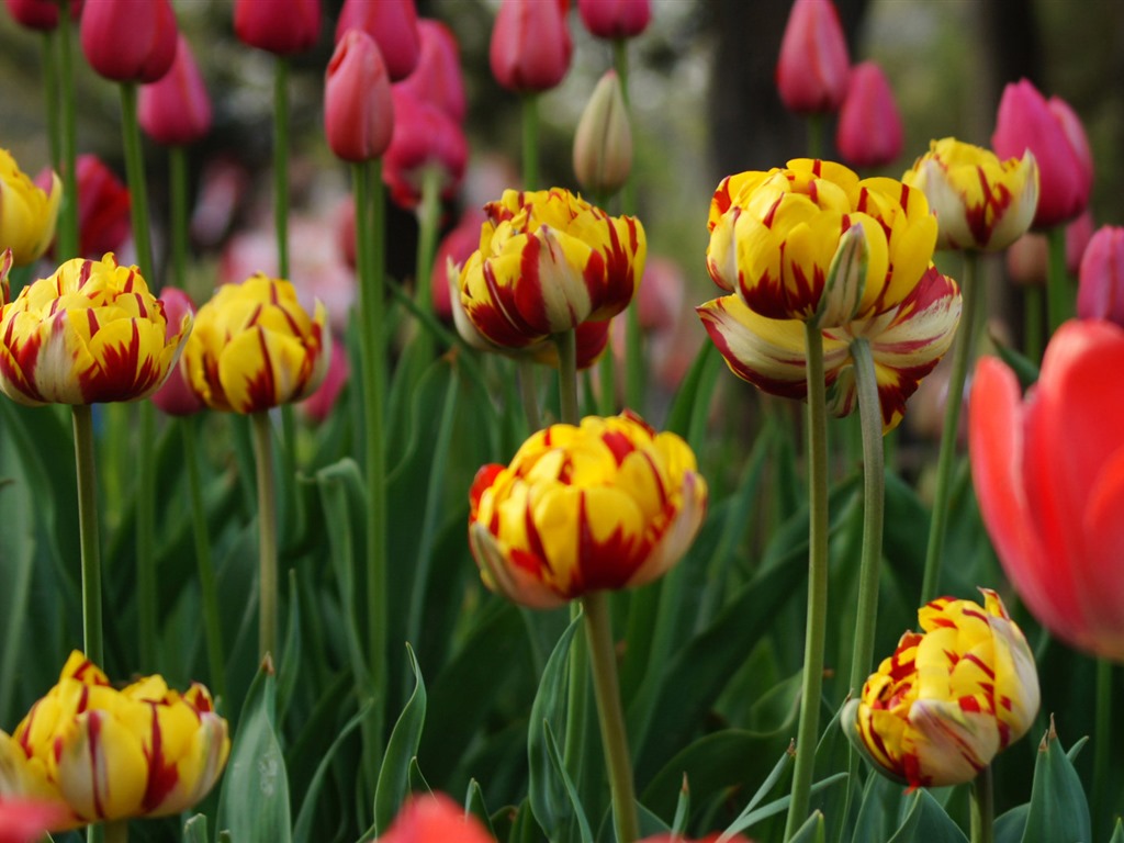 Čerstvé a barevné tulipány květinové HD tapety na plochu #7 - 1024x768