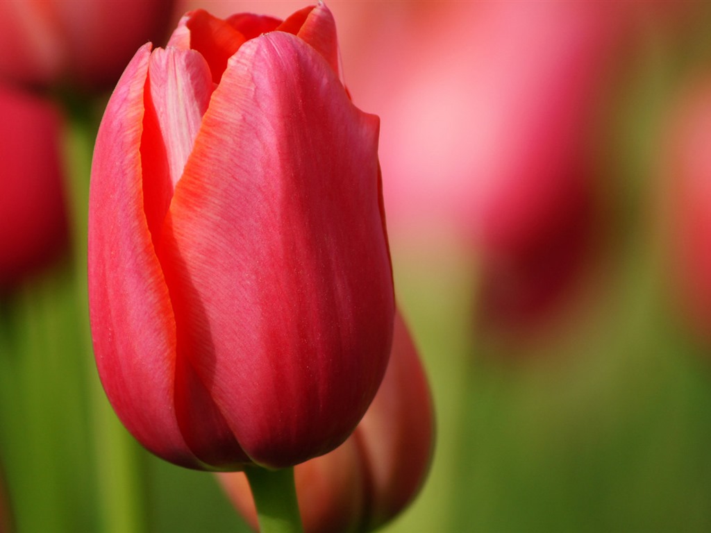 Čerstvé a barevné tulipány květinové HD tapety na plochu #8 - 1024x768