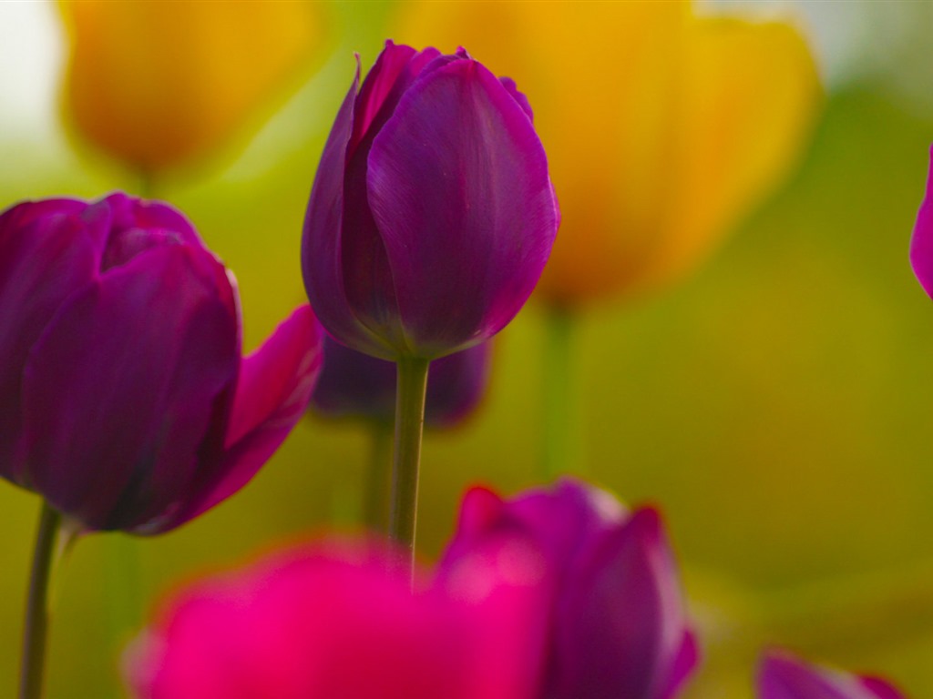 Fresh and colorful tulips flower HD wallpapers #9 - 1024x768
