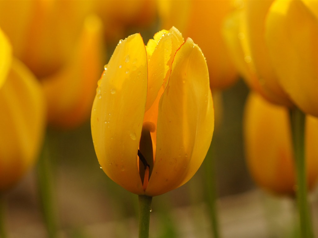 Fonds d'écran HD tulipes fleurs fraîches et colorées #10 - 1024x768