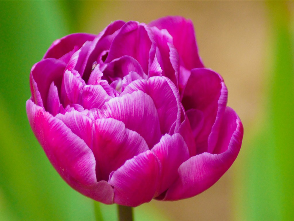 Fonds d'écran HD tulipes fleurs fraîches et colorées #11 - 1024x768