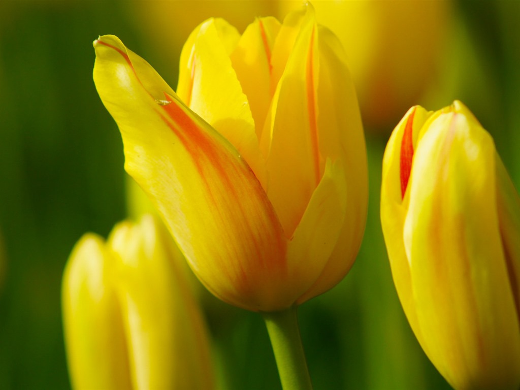Fonds d'écran HD tulipes fleurs fraîches et colorées #13 - 1024x768