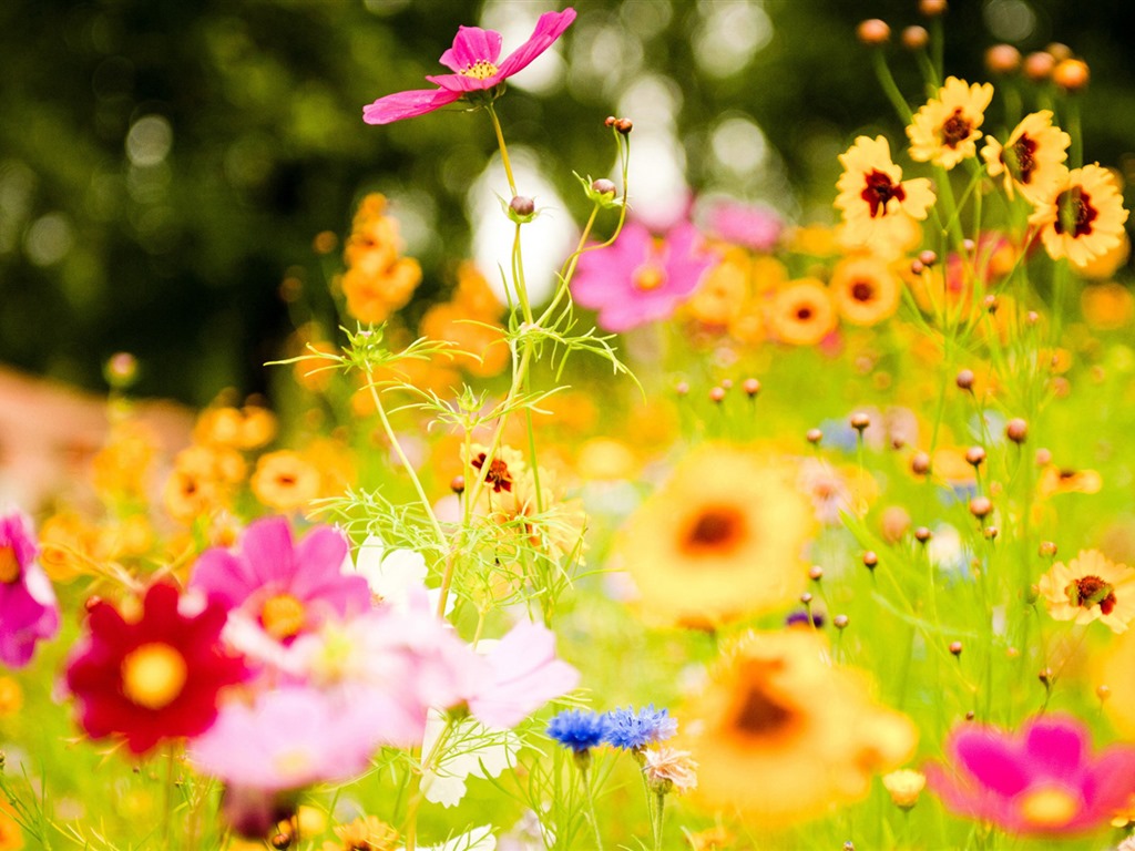 Свежие цветы и растения весной тематические обои #6 - 1024x768
