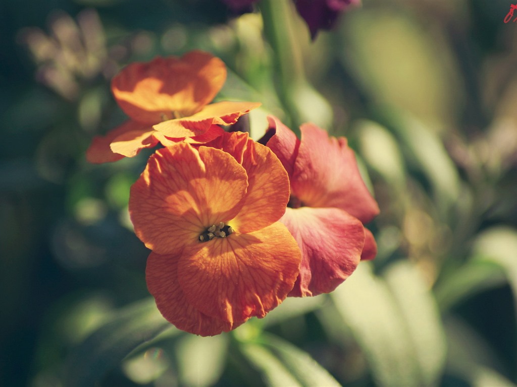 신선한 꽃과 식물을 테마로 바탕 화면을 봄 #8 - 1024x768