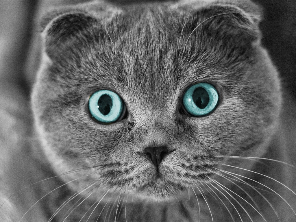 귀여운 애완 동물, 스코틀랜드 배 고양이의 HD 배경 화면 #1 - 1024x768