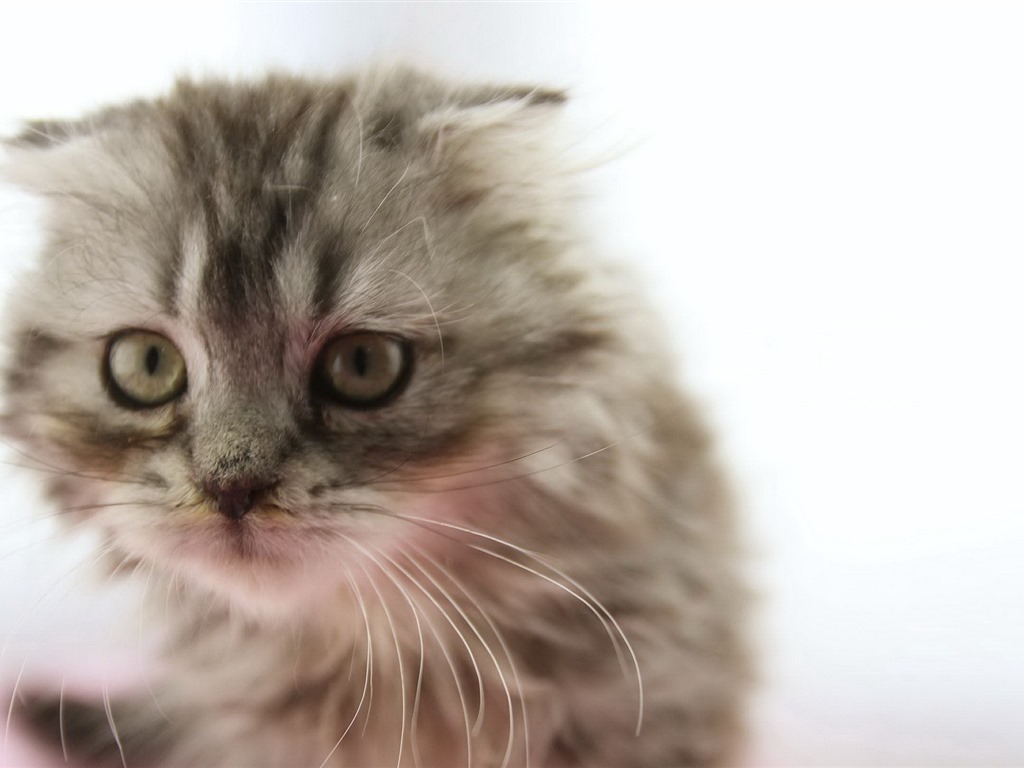 animaux mignons, écossais fonds d'écran HD Fold chat #3 - 1024x768