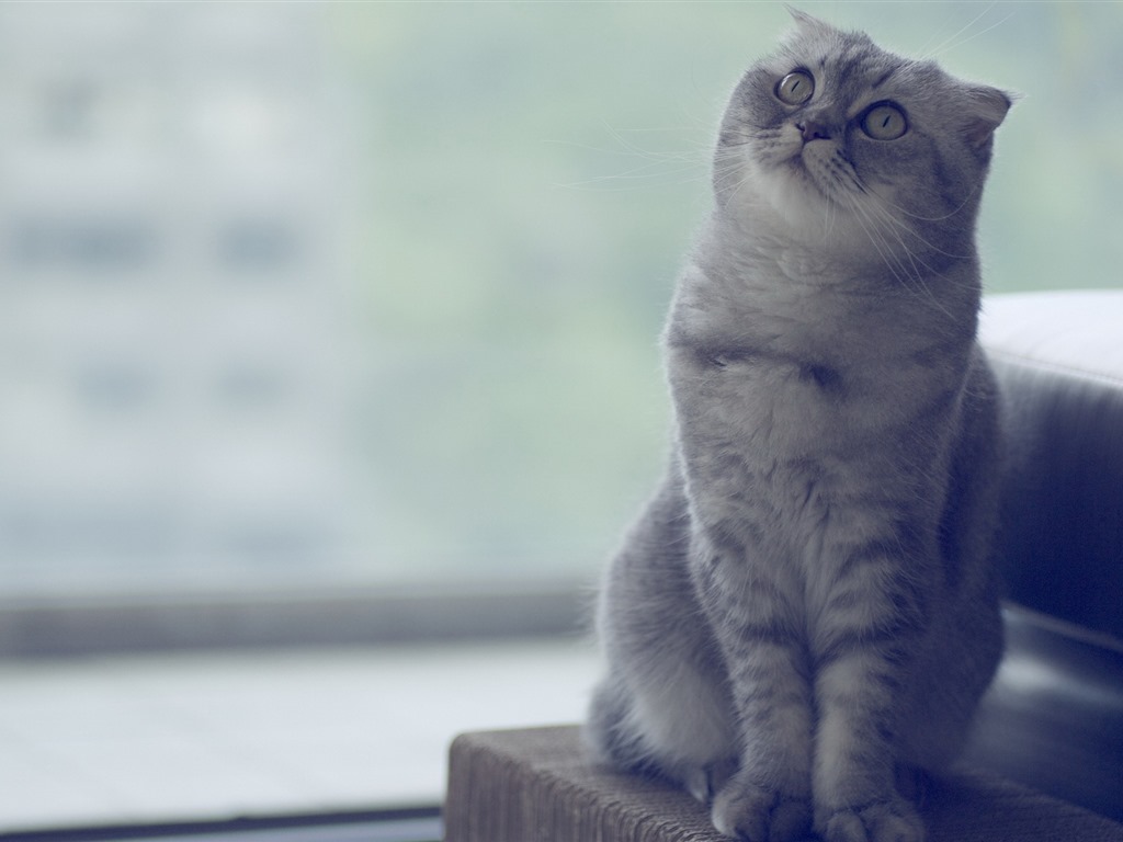 Cute pets, Scottish Fold cat HD wallpapers #12 - 1024x768