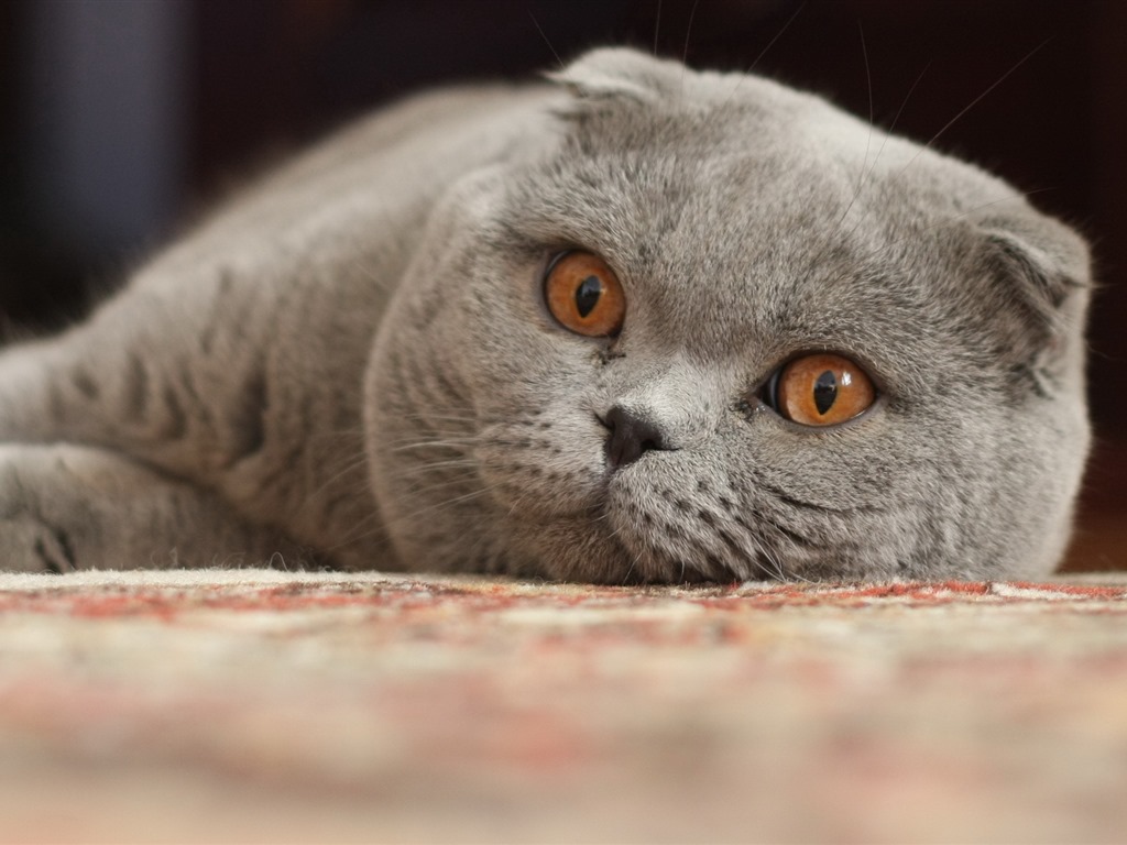 Cute pets, Scottish Fold cat HD wallpapers #13 - 1024x768