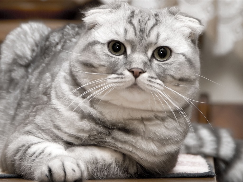 Cute pets, Scottish Fold cat HD wallpapers #14 - 1024x768